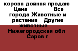 корова дойная продаю › Цена ­ 100 000 - Все города Животные и растения » Другие животные   . Нижегородская обл.,Саров г.